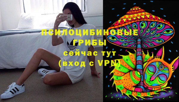 индика Ельня