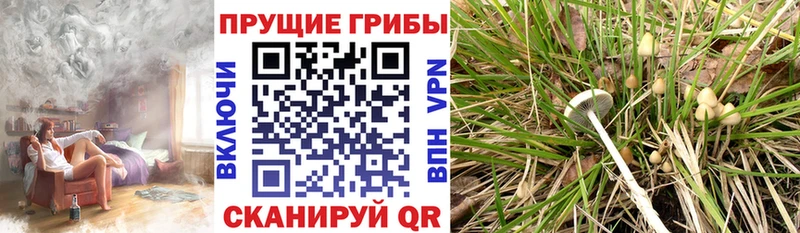 Псилоцибиновые грибы мицелий  Купить закладки  Рудня 